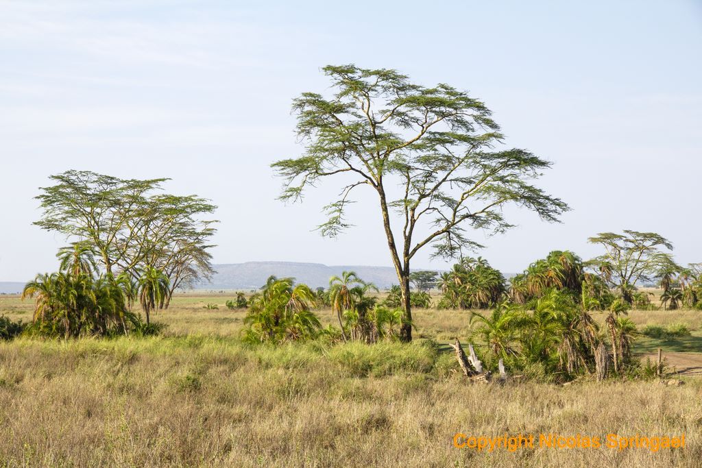 29 Tanzanie 2010